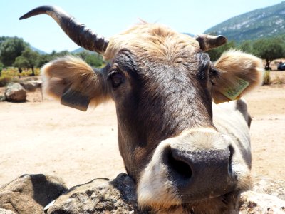 Vache