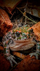 Animal wildlife amphibia