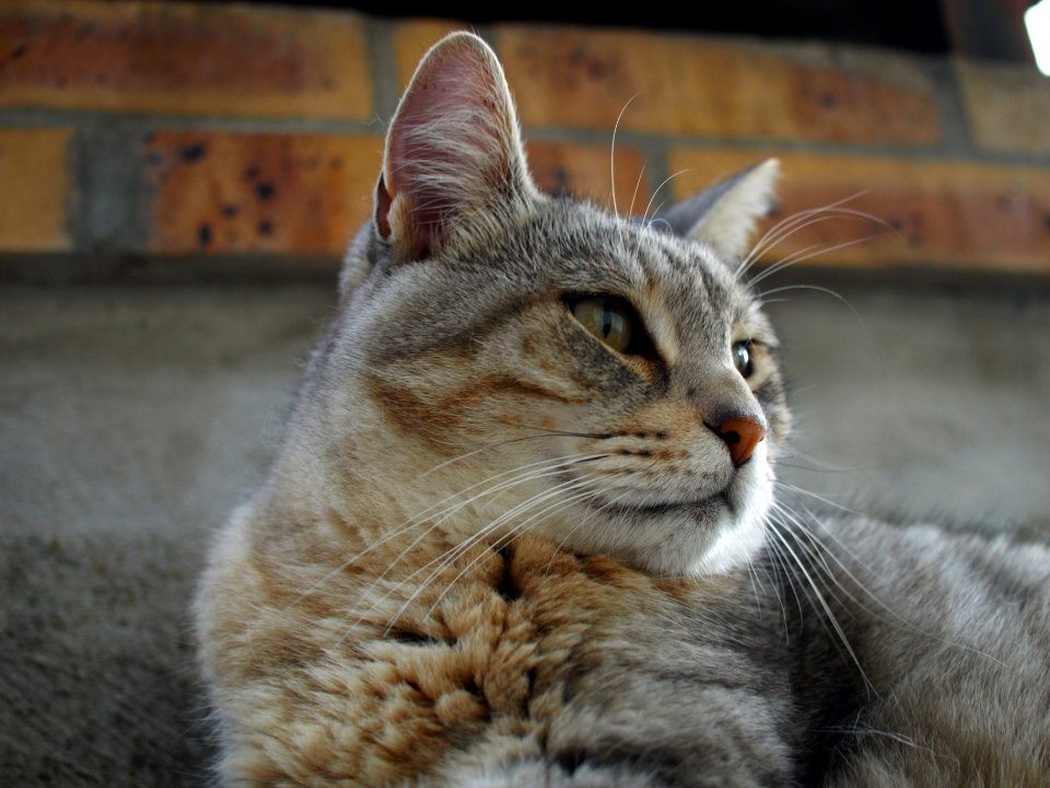 Gatto, Monalisa, Chat