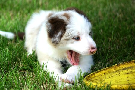 Puppy fun border