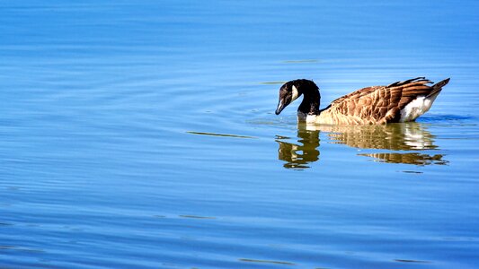 Lake swim foraging photo