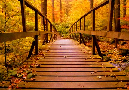 Web boardwalk nature photo