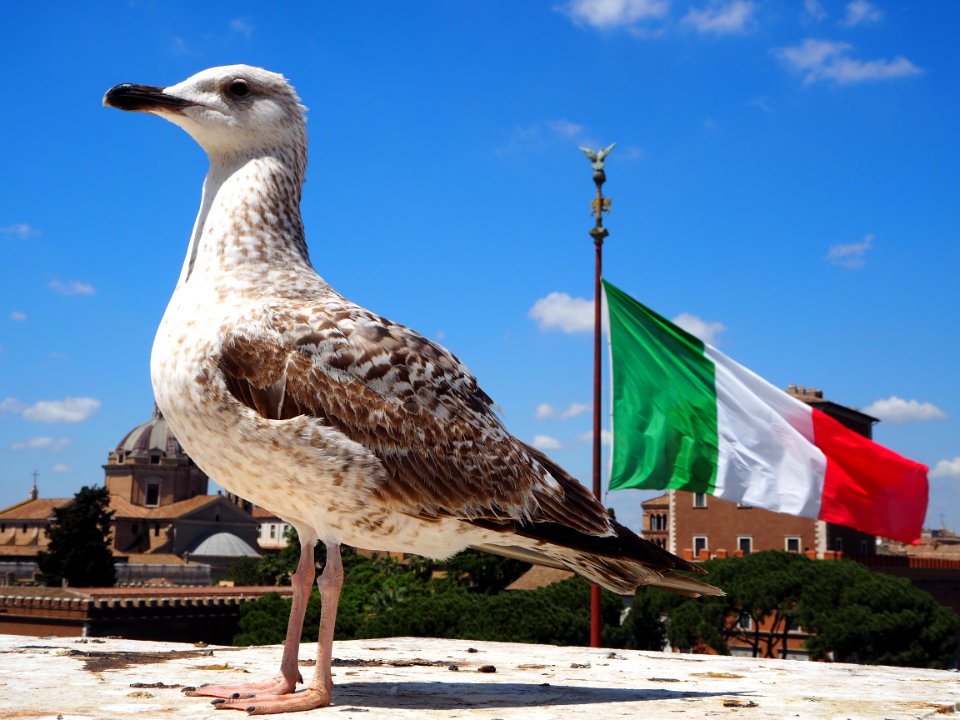 Roma, Piazza venezia, Italy