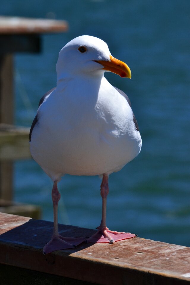 Seagull sunny pier