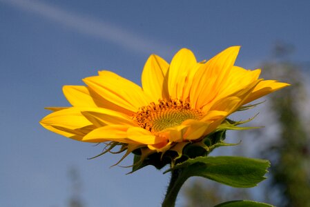 Flower flowering sunflower petals