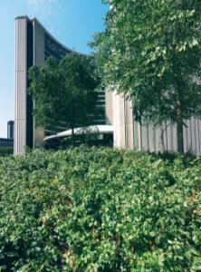 green leafed plant near building during daytime photo