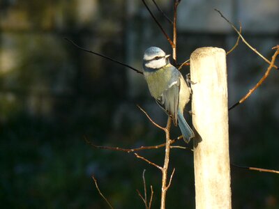 Bird blue tit nature