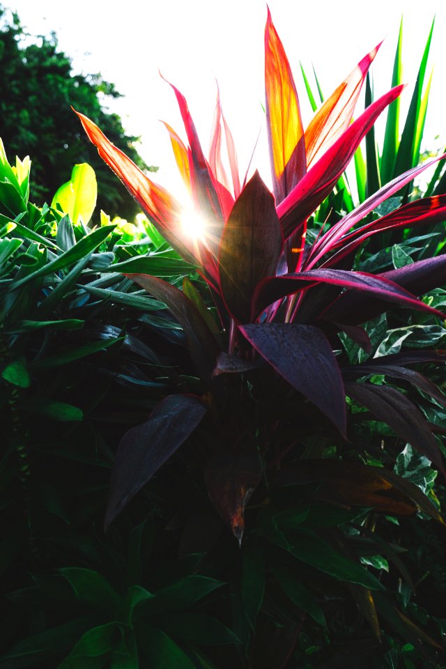 red and green leafed plant during daytime