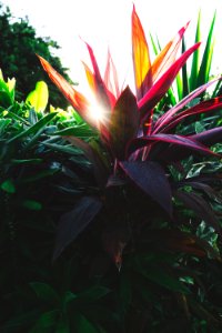 red and green leafed plant during daytime
