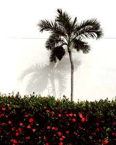 green palm tree