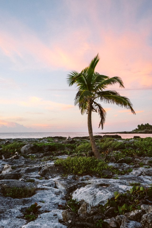 coconut tree near body of water during daytime