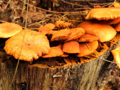 Green brown fungi