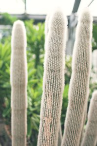 Allan gardens, Toronto, Canada