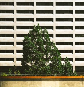 green tree beside concrete building photo