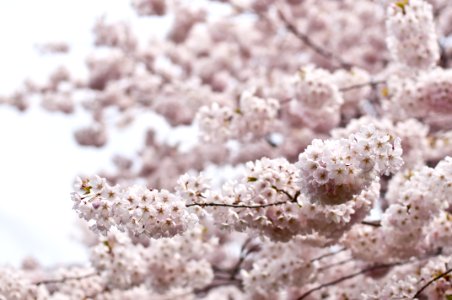 white tree flowers macro shot photo