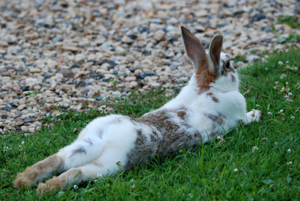 Fauna are grass