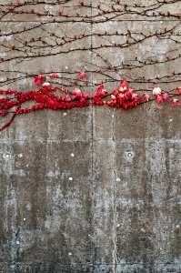 red-petaled flower photo