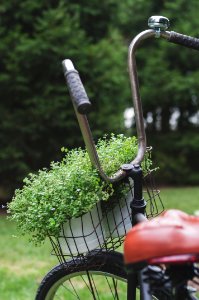 close-up photography of black bicycle carrying pot of green plants photo