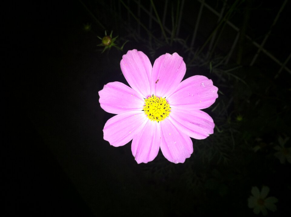 Wild wildflower pink