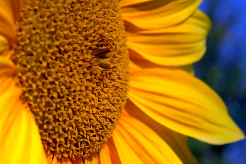 Flower flowering sunflower petals