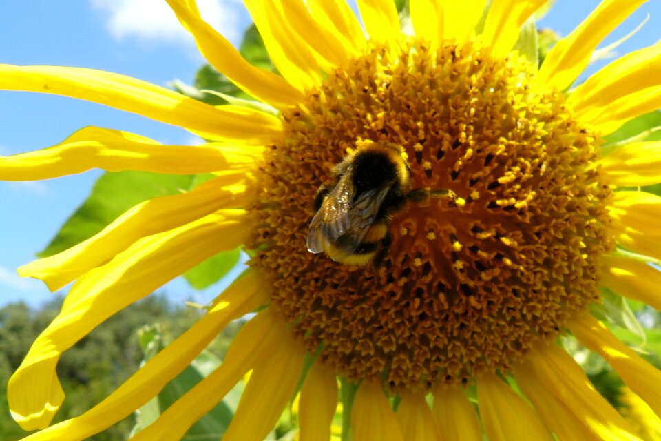 Sunflower forage field