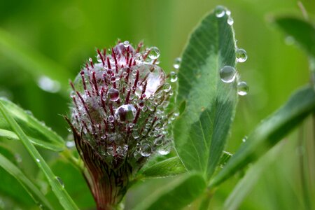 Onset clover blossom trifolium pratense pointed flower photo