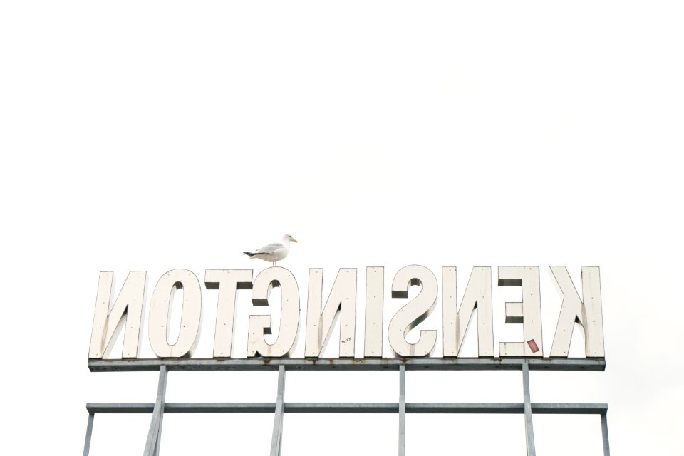 white seagull on Kensington signage
