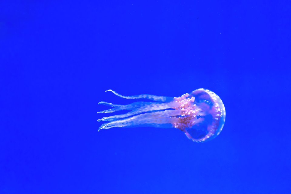 jellyfish photo photo