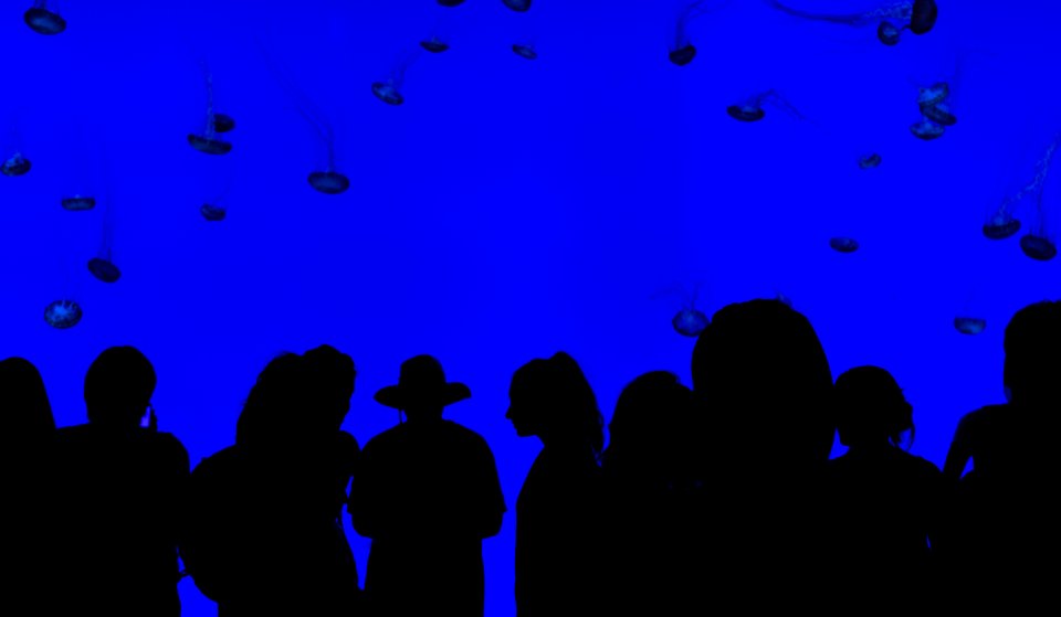 people silhouettes with blue background photo