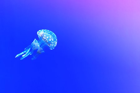 jellyfish underwater photo