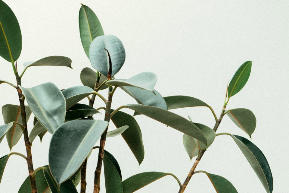 green rubber fig plant