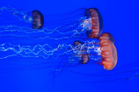 several jellyfish underwater