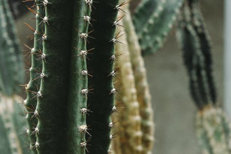 close up photography of green cactus photo