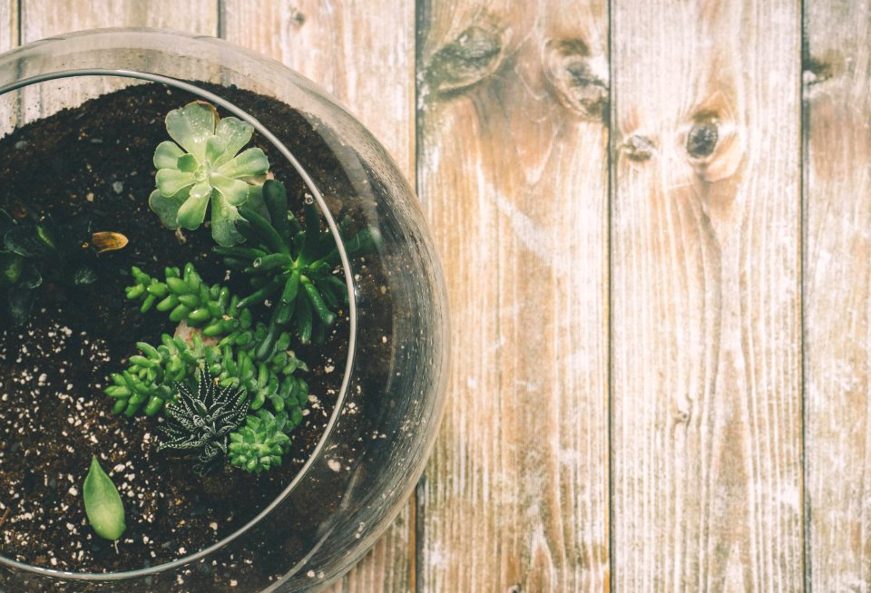 Plant, Pottery, Vase