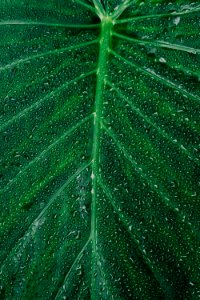 green leaf in close-up photography photo