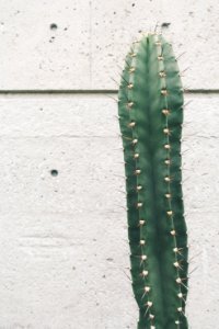 green cactus near wall photo