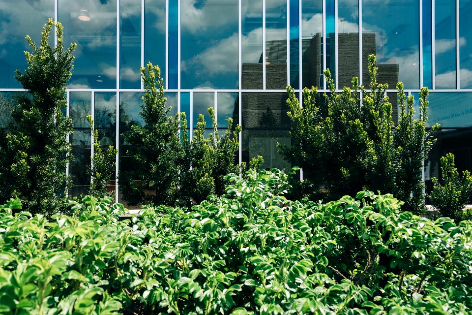 green-leafed plants