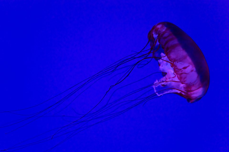 jellyfish in water