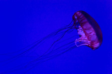jellyfish in water photo