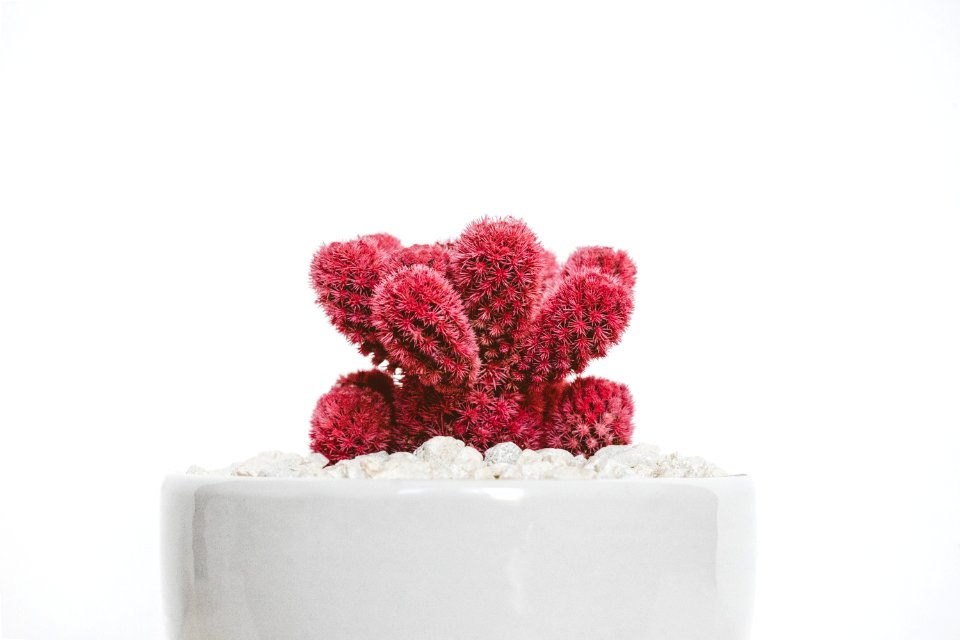 red cactus plant on white ceramic pot