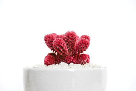 red cactus plant on white ceramic pot photo