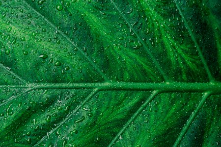 water droplets on green leaf photo
