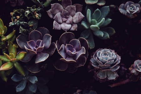 close photo of succulent plants photo