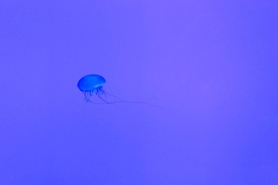 blue jelly fish photo