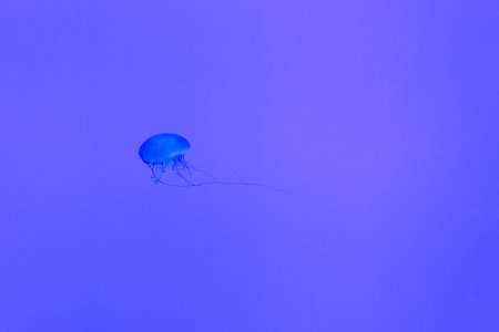 blue jelly fish photo