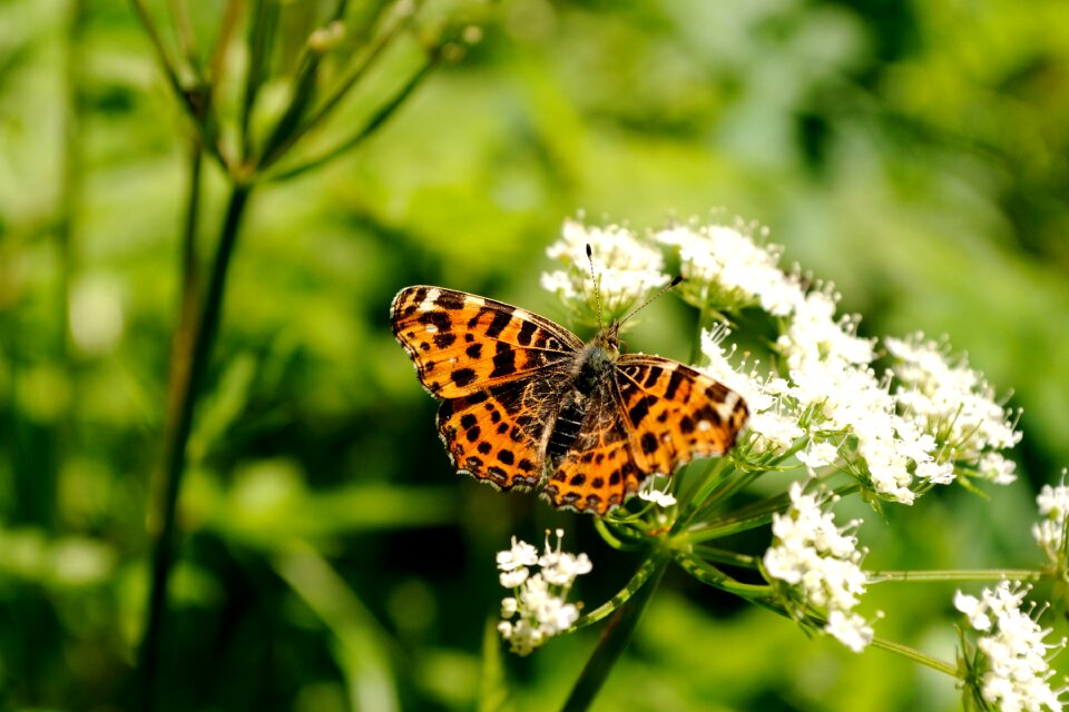 Butterflies nature edelfalter