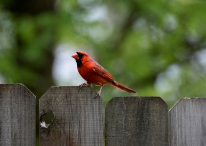 orange bird on gray wooden fenc photo