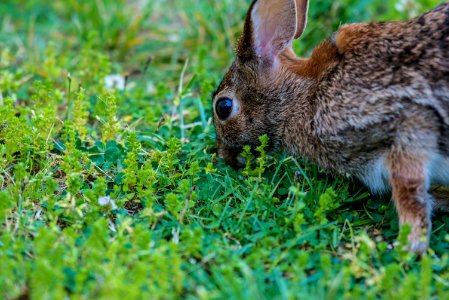 brown rabbit eating green grass at daytime photo