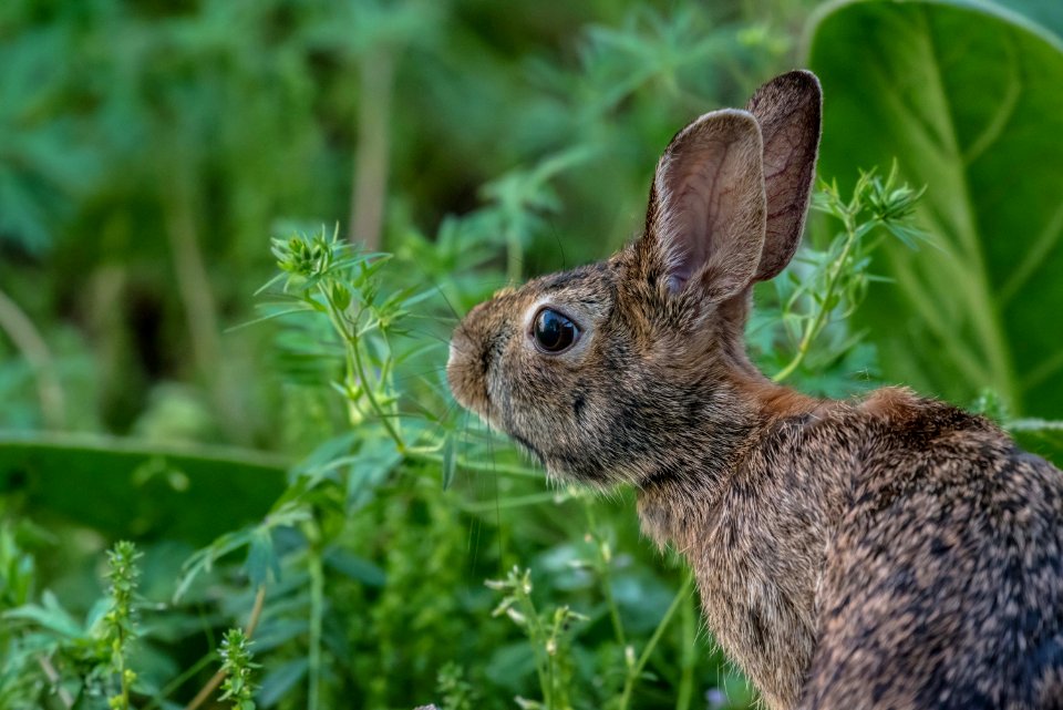 a hare next to some leaves