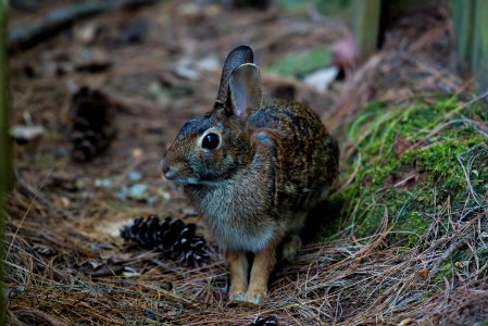 closeup photography of brown rabbit on ground photo